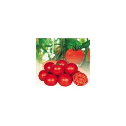 供应红粉无限／优粉一号——番茄种子