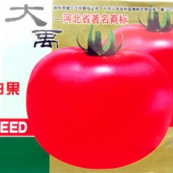 供应天津白果-番茄种子