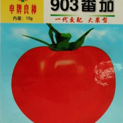 供应903番茄—番茄种子