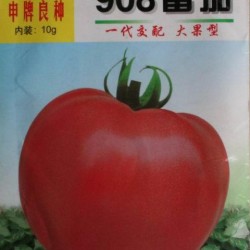 供应908番茄—番茄种子