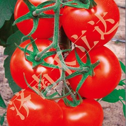 供应宝丽——大红番茄