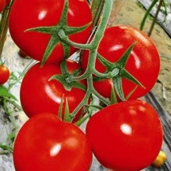 供应奥特斯特——大红番茄