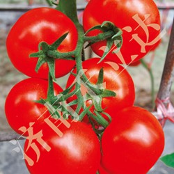 供应奥利奥——大红番茄