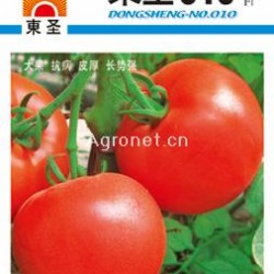 供应东圣010——番茄种子