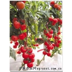 供应美琪6号—番茄种子
