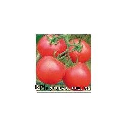 供应美琪8号—番茄种子
