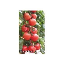 供应美琪5号—番茄种子