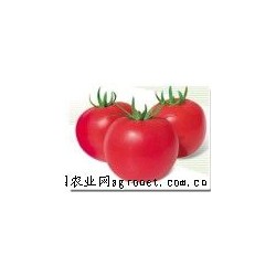 供应美琪2号—番茄种子