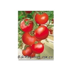 供应美琪1号—番茄种子