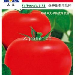 供应太宝三号—番茄种子
