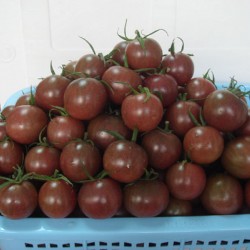 供应黑妃20小番茄—番茄种子