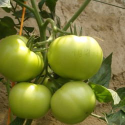 供应伯爵-番茄种子