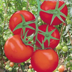 供应嘉华五号—番茄种子