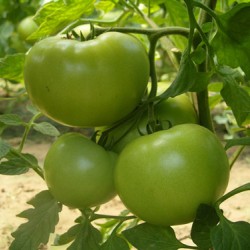 供应浙粉702-番茄种子