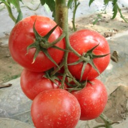 供应粉贝利-番茄种子