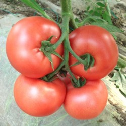 供应美国粉霸—番茄种子