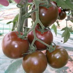 供应黑妃100小番茄—番茄种子