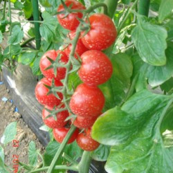 供应红玉中型番茄—番茄种子