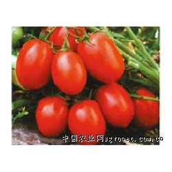 供应新育98-1—番茄种子