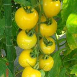供应黄玉中型番茄—番茄种子
