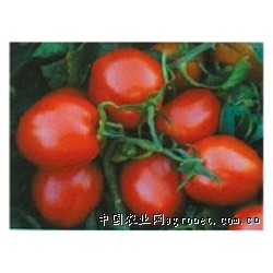 供应新育2008—番茄种子