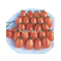 供应雄樱—番茄种子