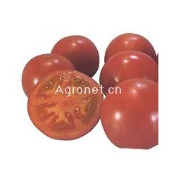 供应彩果—番茄种子