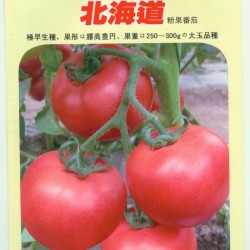 供应番茄种子—北海道粉果