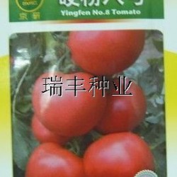 供应硬粉八号-西红柿种子番茄种子