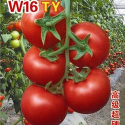 供应W16-番茄种子