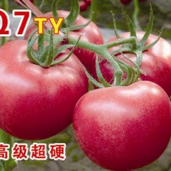 供应Q7-番茄种子
