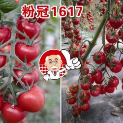供应粉冠1617-—番茄种子