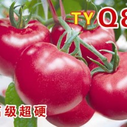 供应Q8-番茄种子