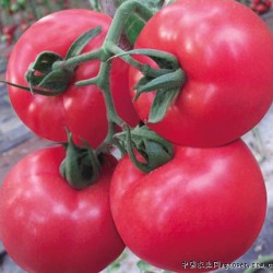 供应番茄种子--威娜787