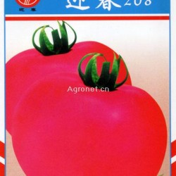 供应迎春208—番茄种子