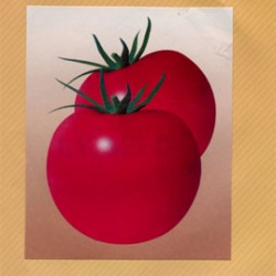供应根斯特——番茄种子