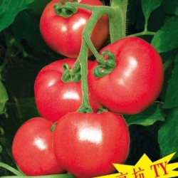 供应欧曼琦F1—番茄种子