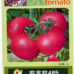 安吉拉485-番茄种子