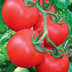供应莱顿粉罗丹810 F1—番茄种苗