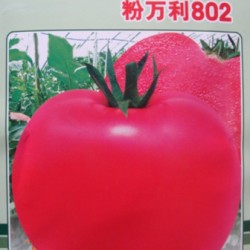 供应粉万利—番茄种子