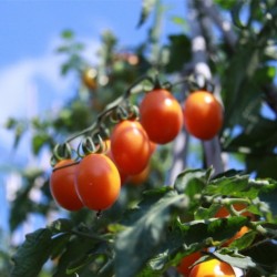 供应金玲珑——小番茄种子