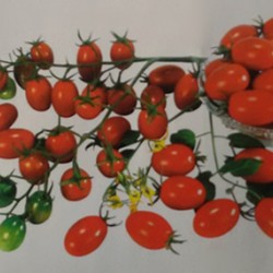 供应小霞——小番茄种子