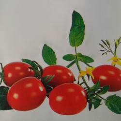 供应碧娇——小番茄种子
