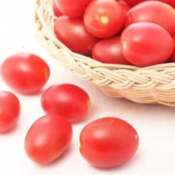 供应凤珠——小番茄种子