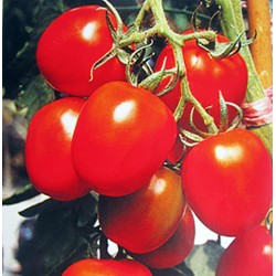 供应大明珠-番茄种子