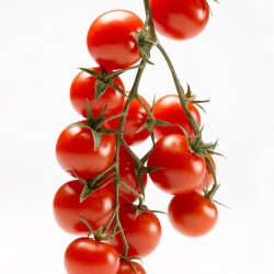 供应粉皇后——小番茄种子