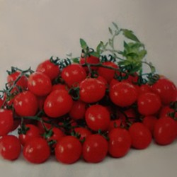 供应小明——小番茄种子