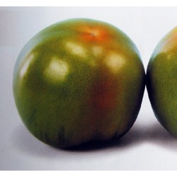 供应农友301—小番茄种子