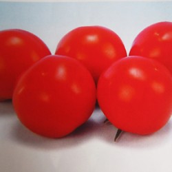 供应国珠—番茄种子