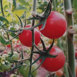 供应新禧——番茄种子